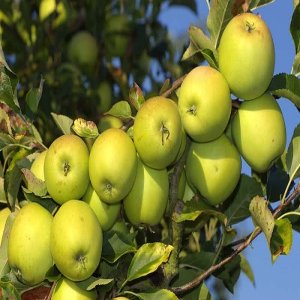 Jabloň domáca - zimná (Malus domestica) ´GOLDEN DELICIOUS REINDERS´ - výška 140-150 cm, voľnokorenná